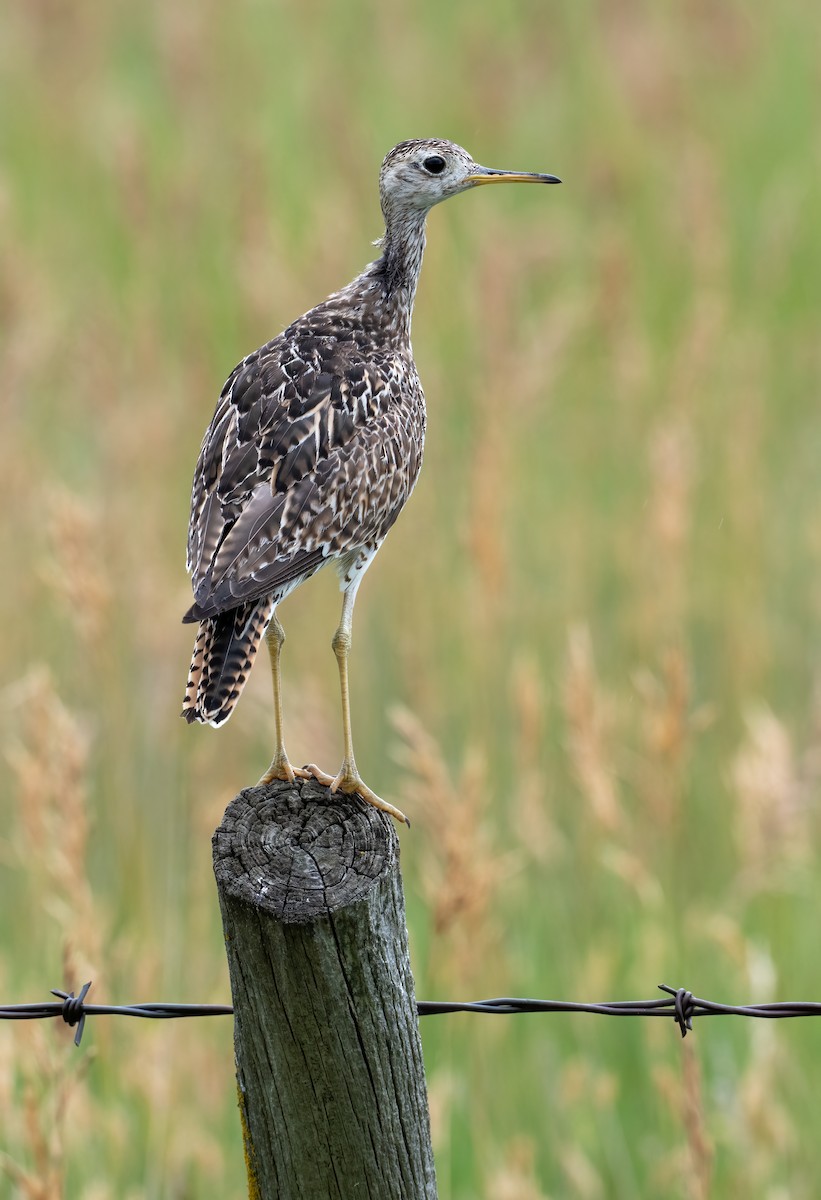 Upland Sandpiper - ML638711157