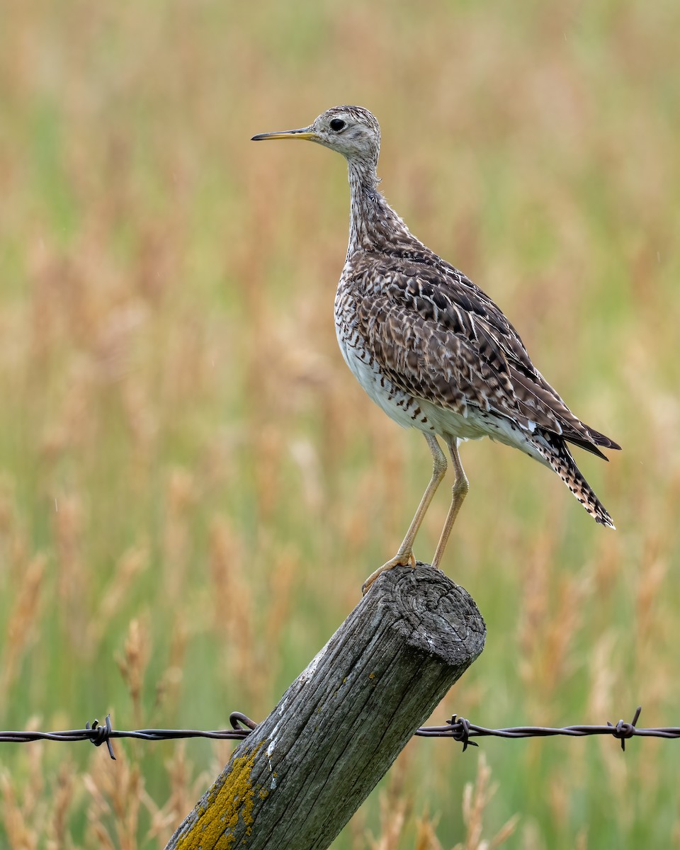 Upland Sandpiper - ML638711158