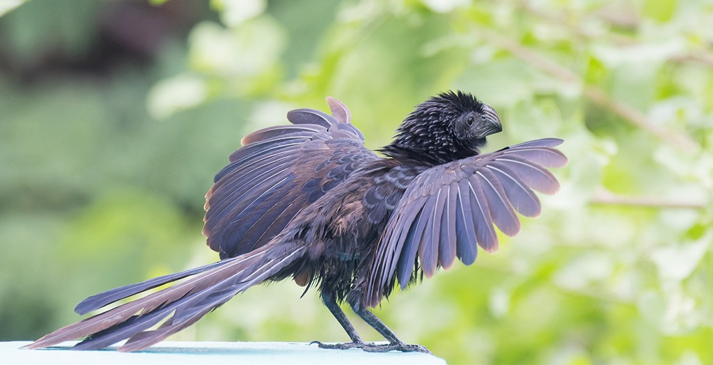 Groove-billed Ani - ML638711167