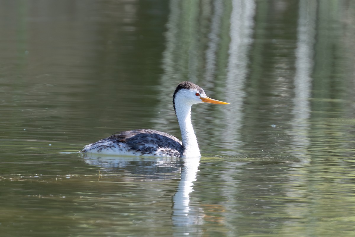 Clark's Grebe - ML638711208