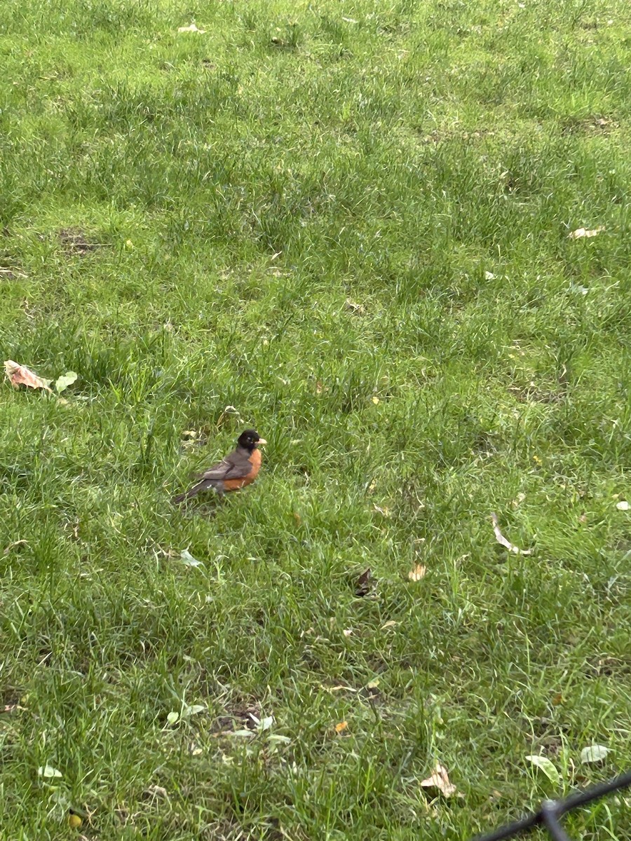 American Robin - ML638711220