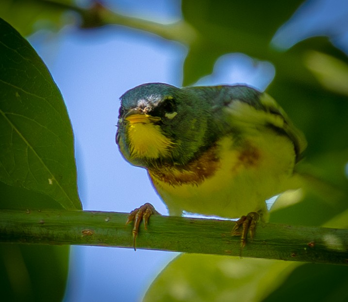 Northern Parula - ML638711277