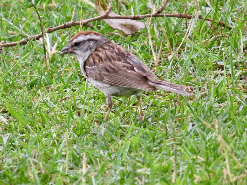 Chipping Sparrow - ML638711312
