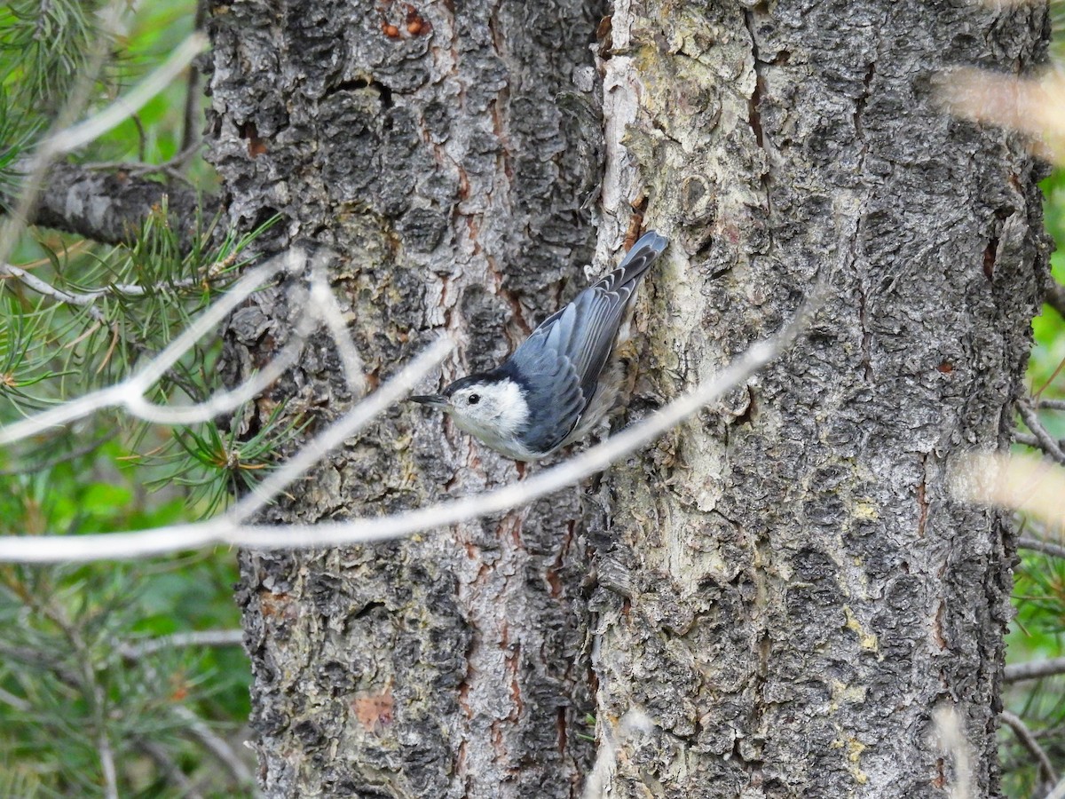 White-breasted Nuthatch - ML638711342