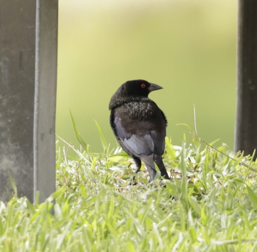 Bronzed Cowbird - ML638711354