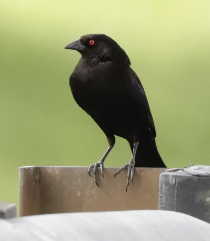 Bronzed Cowbird - ML638711355