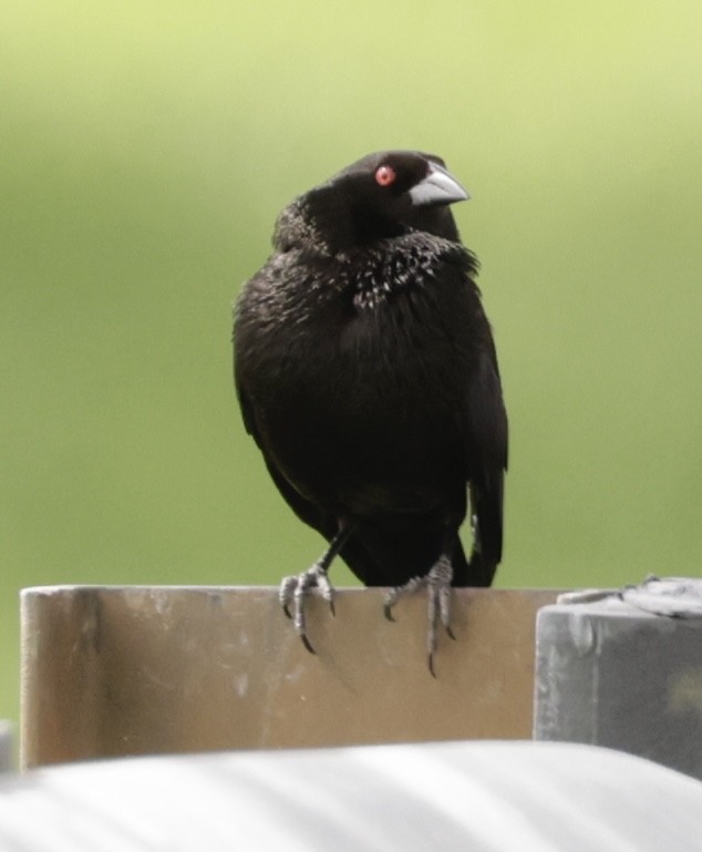 Bronzed Cowbird - ML638711356