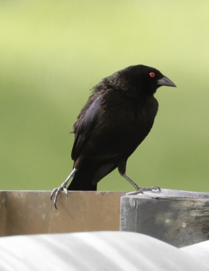 Bronzed Cowbird - ML638711357