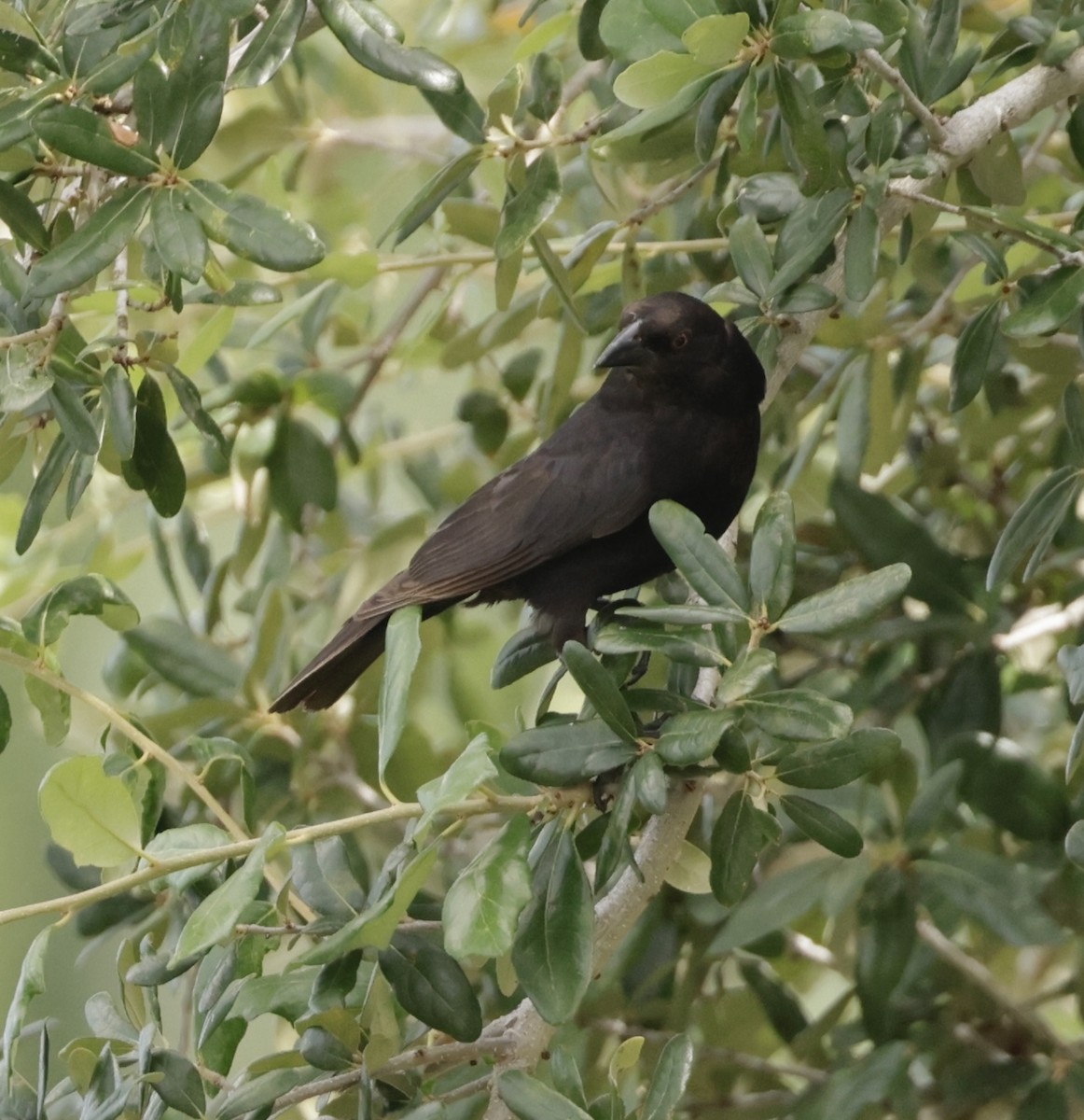 Bronzed Cowbird - ML638711358