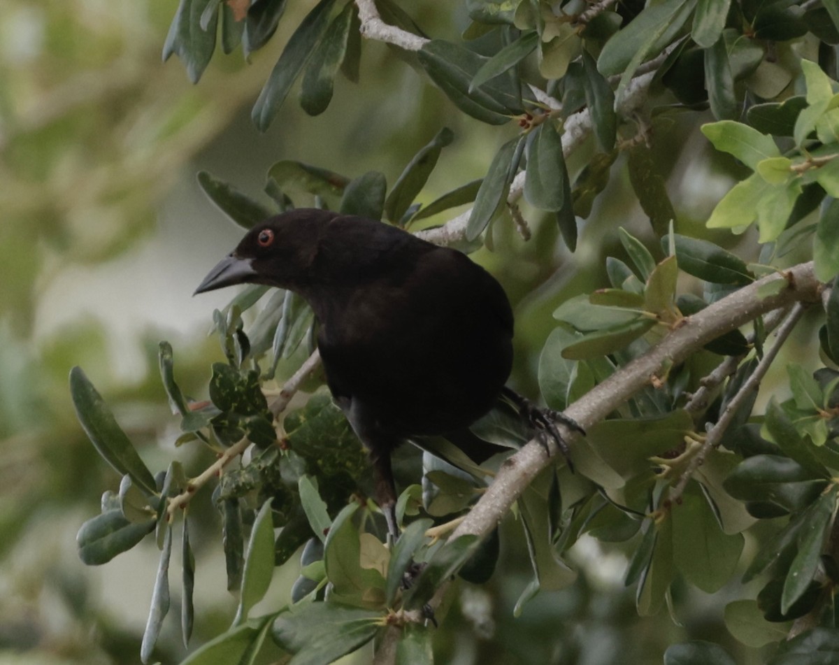 Bronzed Cowbird - ML638711360