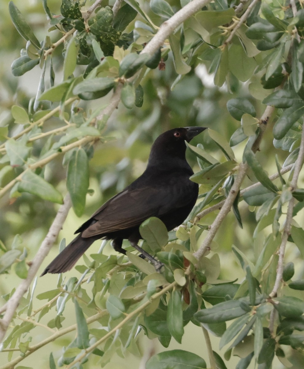 Bronzed Cowbird - ML638711361