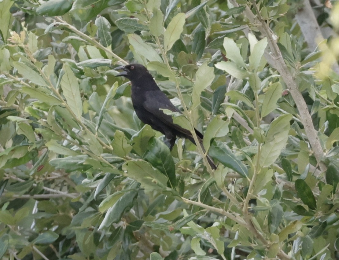 Bronzed Cowbird - ML638711363