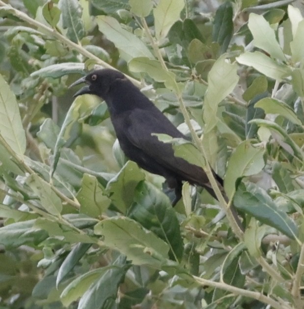 Bronzed Cowbird - ML638711364
