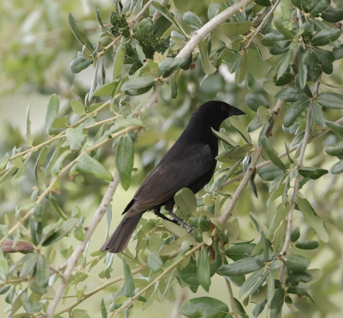 Bronzed Cowbird - ML638711365