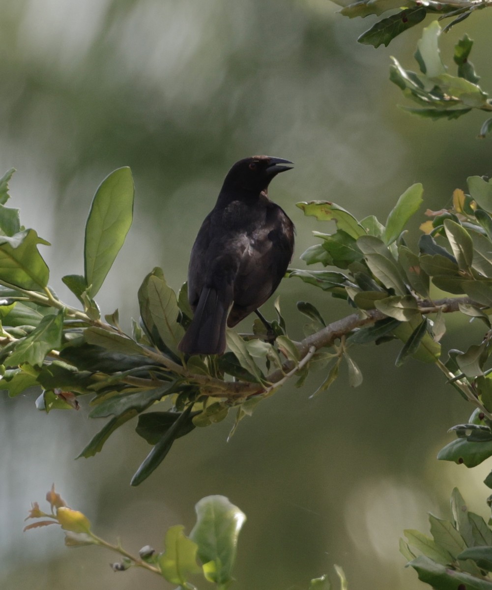 Bronzed Cowbird - ML638711366