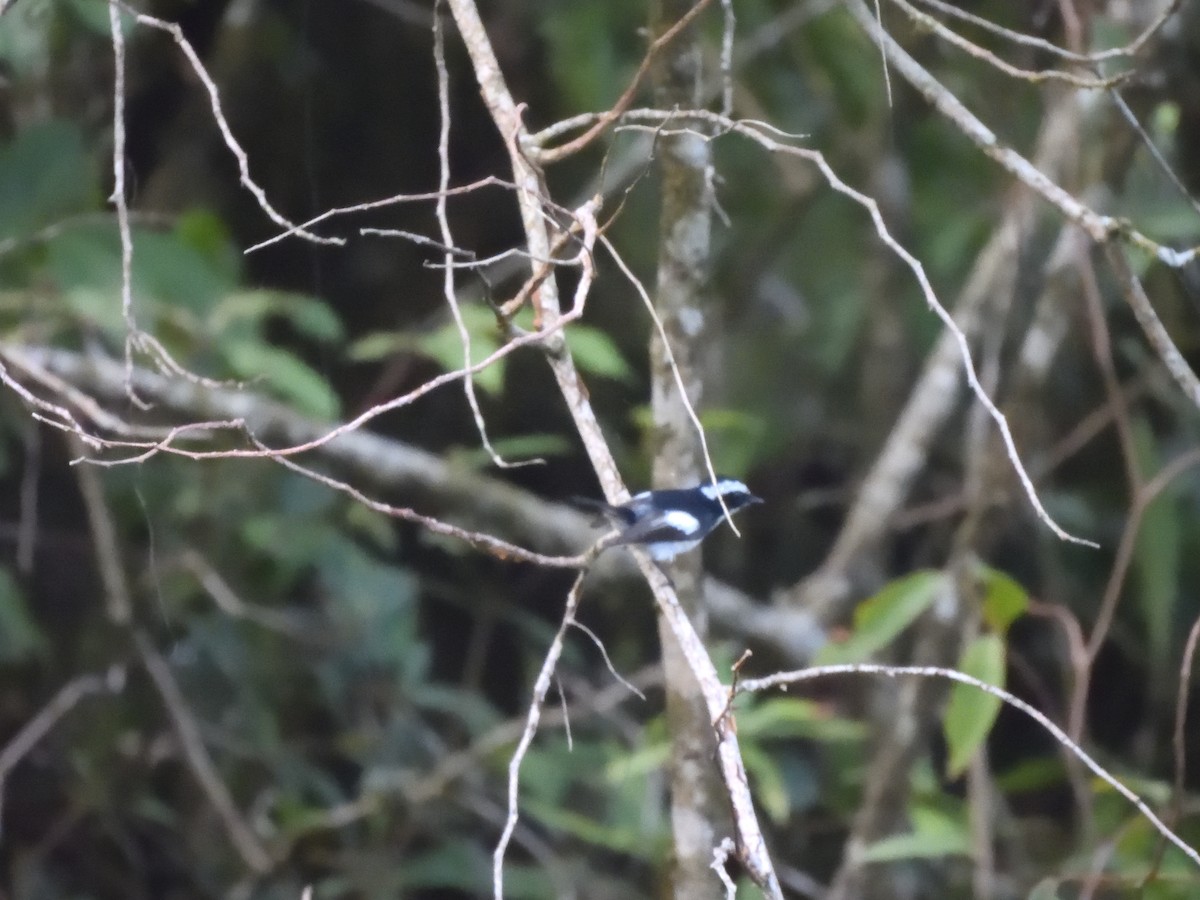 Little Pied Flycatcher - ML638711368