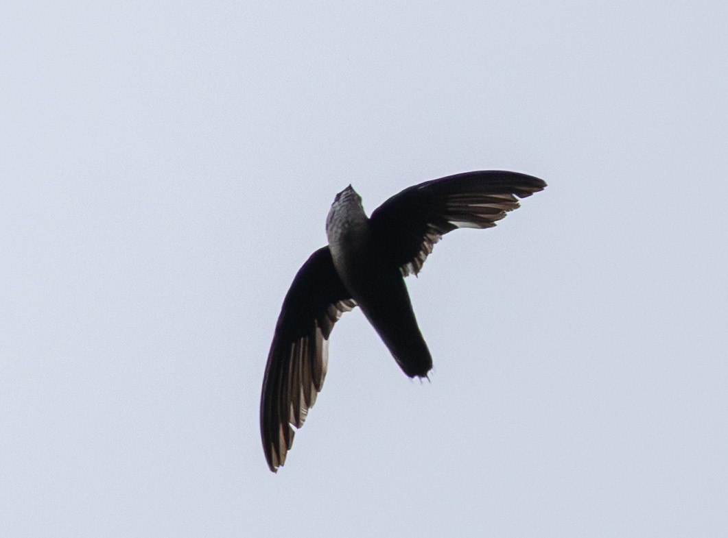 Chimney Swift - ML638711428