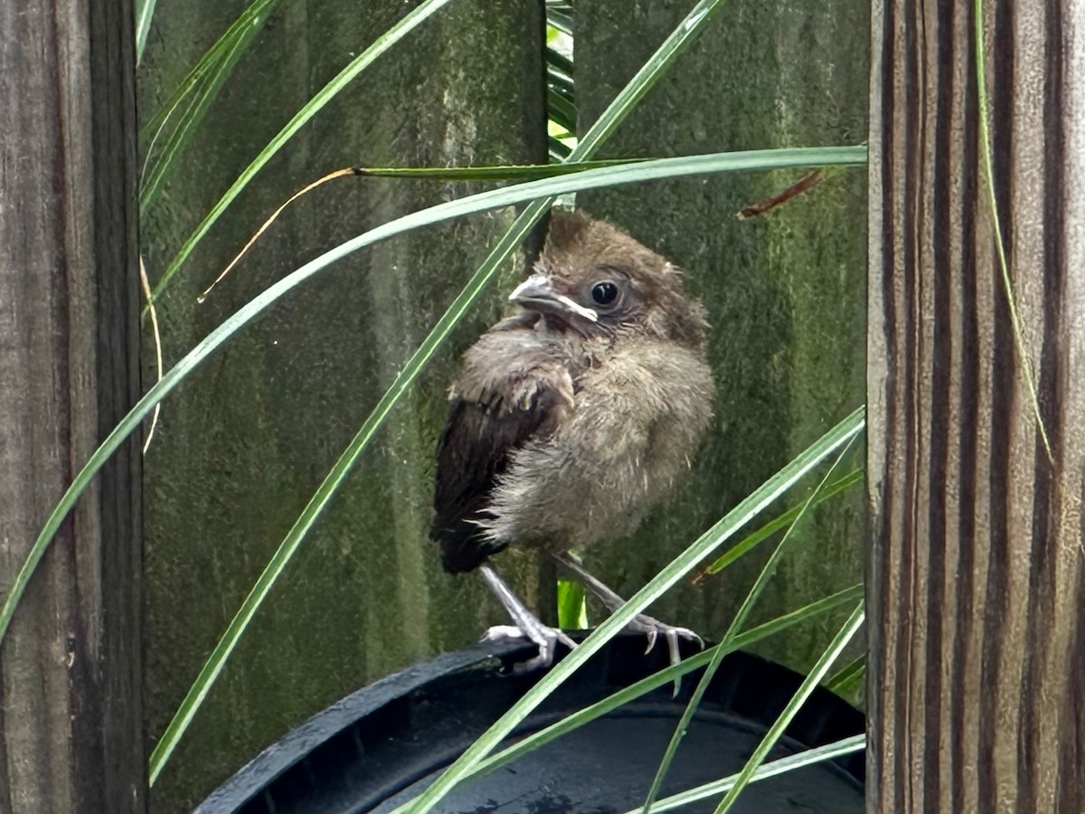 Northern Cardinal - ML638711461