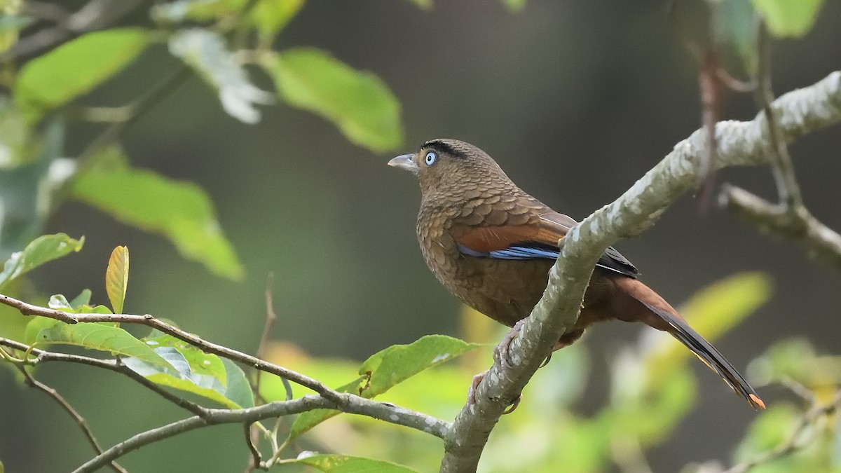 Blue-winged Laughingthrush - ML638711478