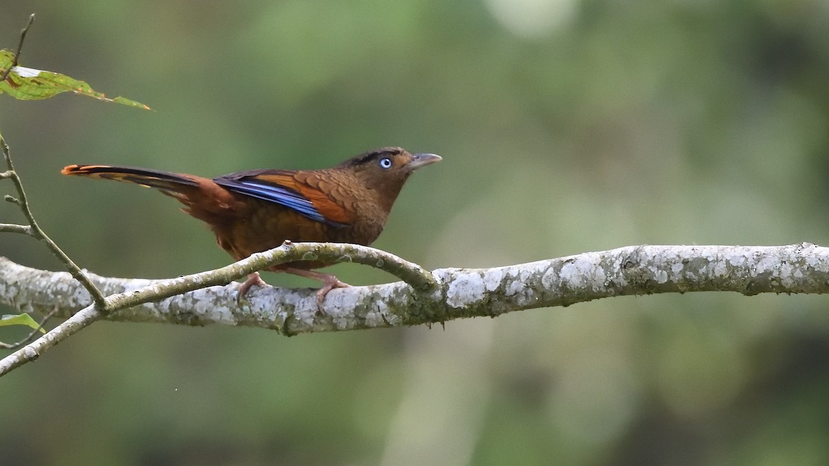Blue-winged Laughingthrush - ML638711479