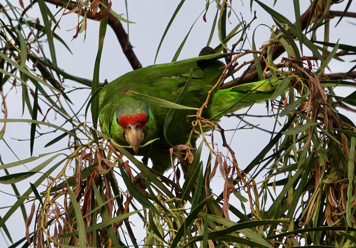 Red-crowned Amazon - ML638711515
