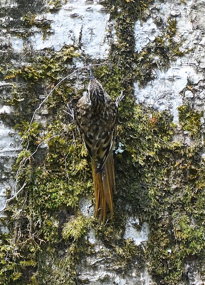 Sikkim Treecreeper - ML638711522