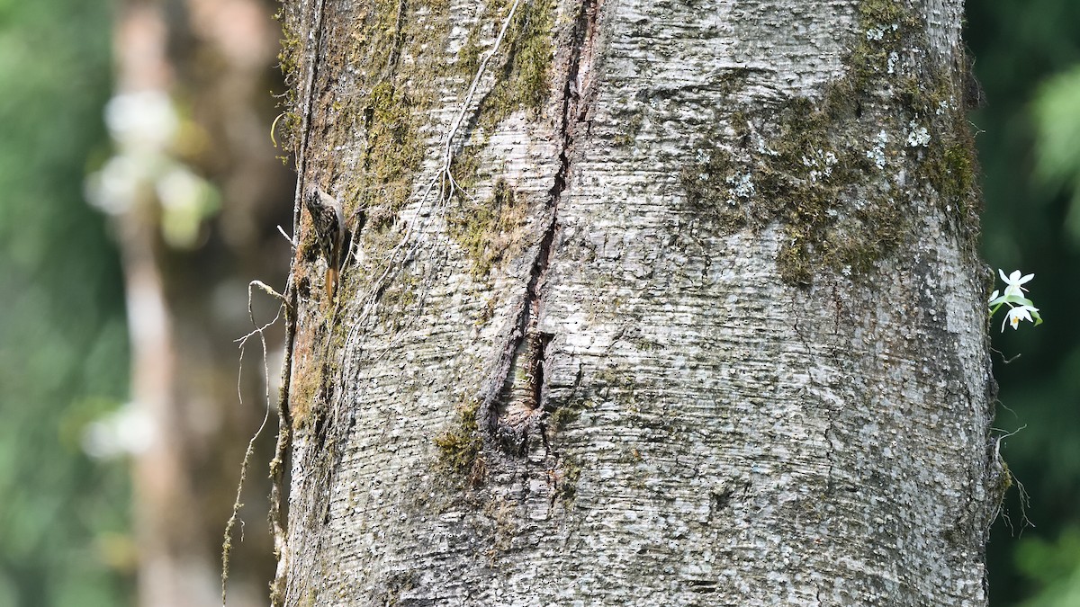 Sikkim Treecreeper - ML638711523