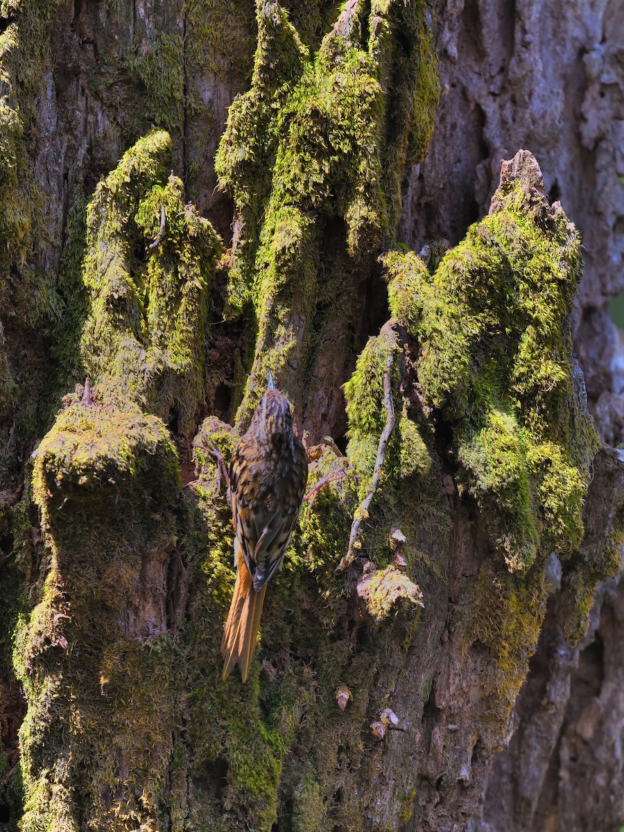 Sikkim Treecreeper - ML638711524