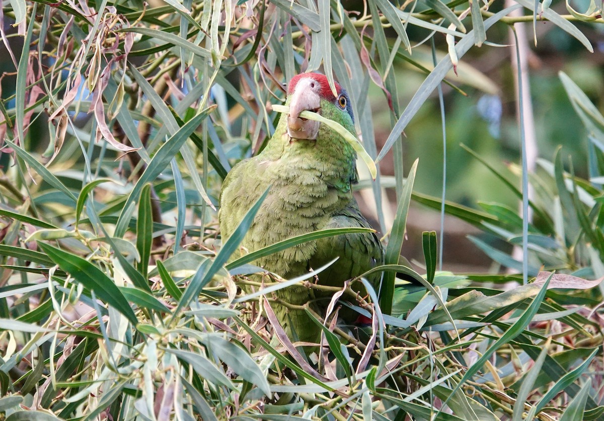 Lilac-crowned Amazon - ML638711528