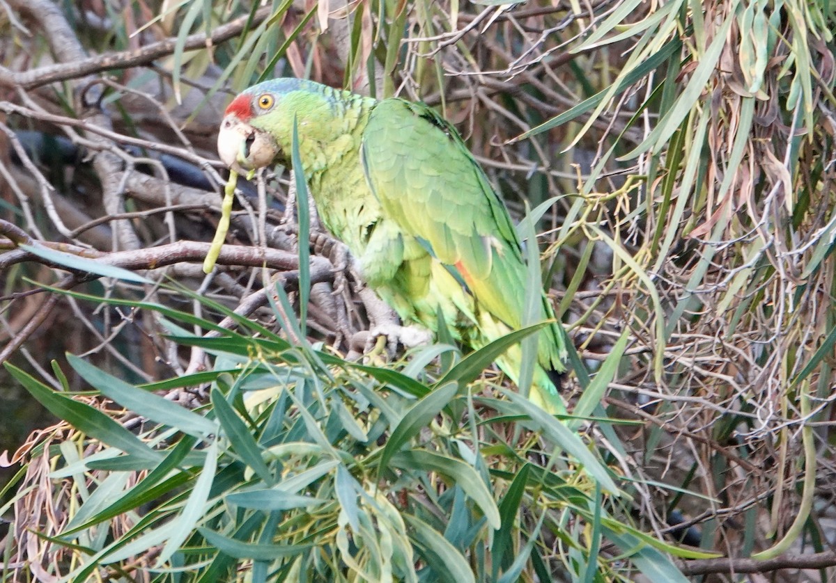Lilac-crowned Amazon - ML638711529