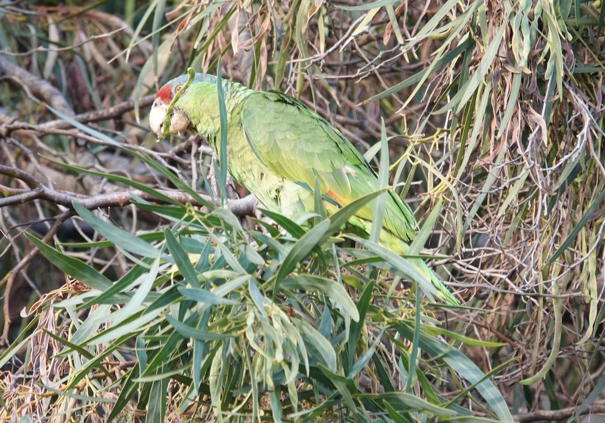 Lilac-crowned Amazon - ML638711530