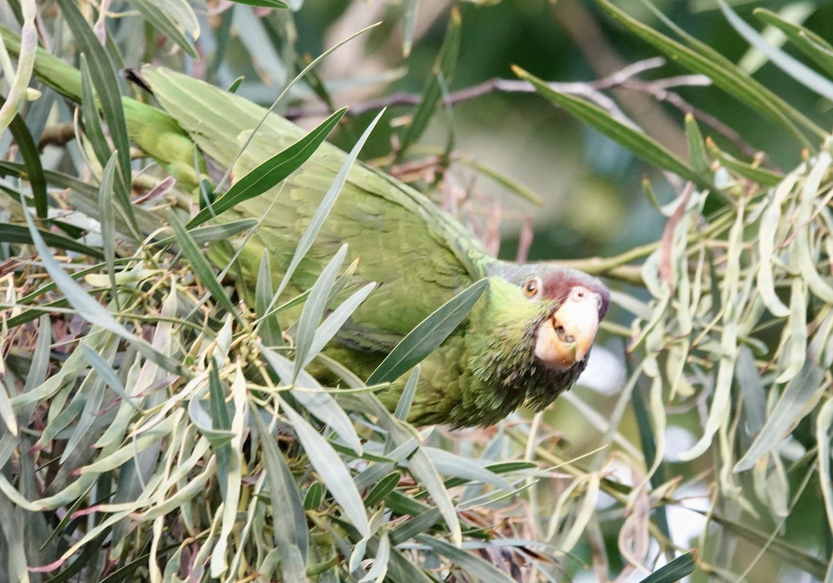 Lilac-crowned Amazon - ML638711531