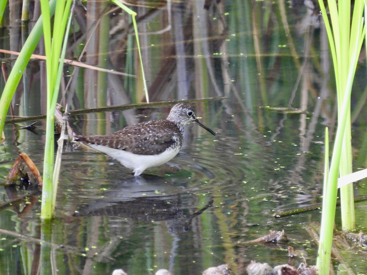 Solitary Sandpiper - ML638711587