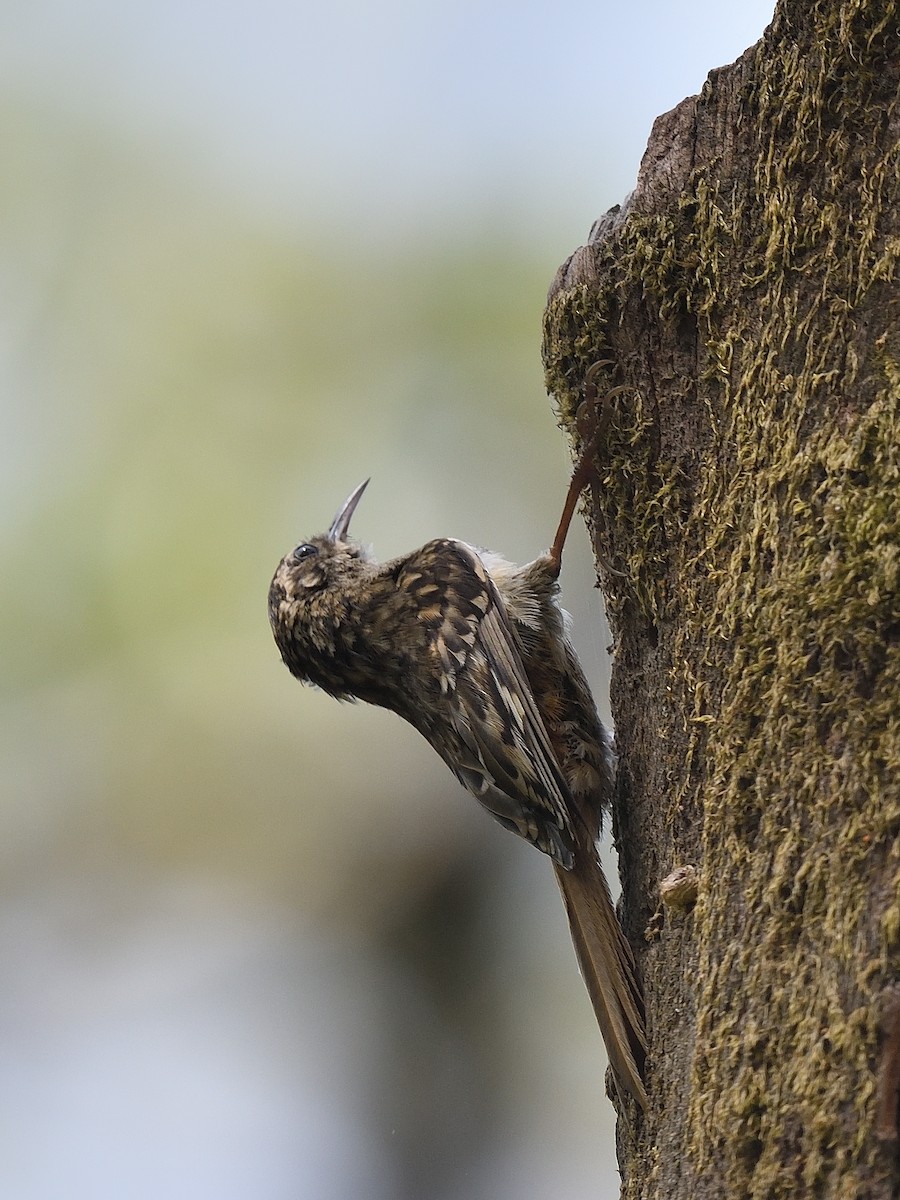 Sikkim Treecreeper - ML638711622