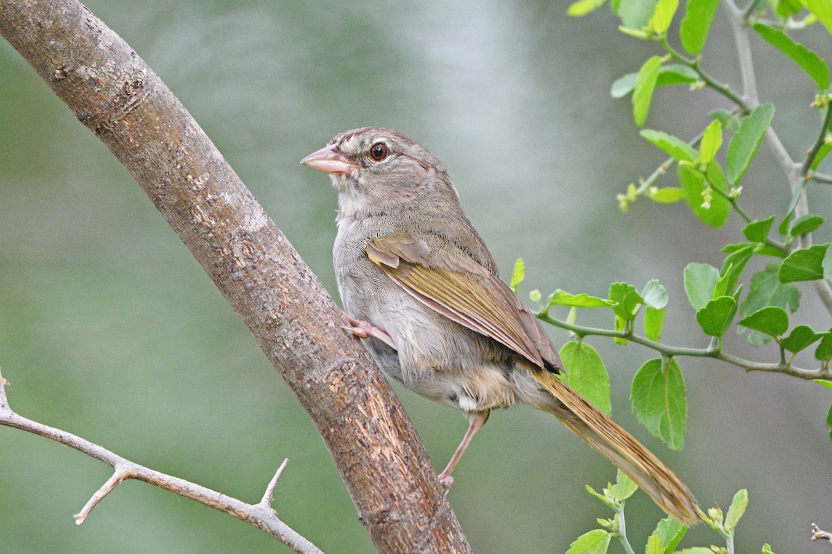 Olive Sparrow - ML638711805