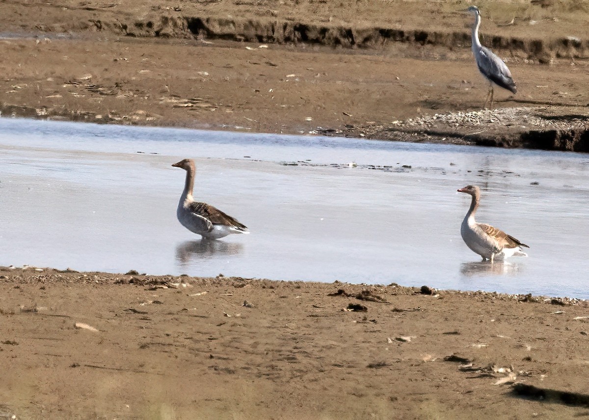 Graylag Goose - ML638711813