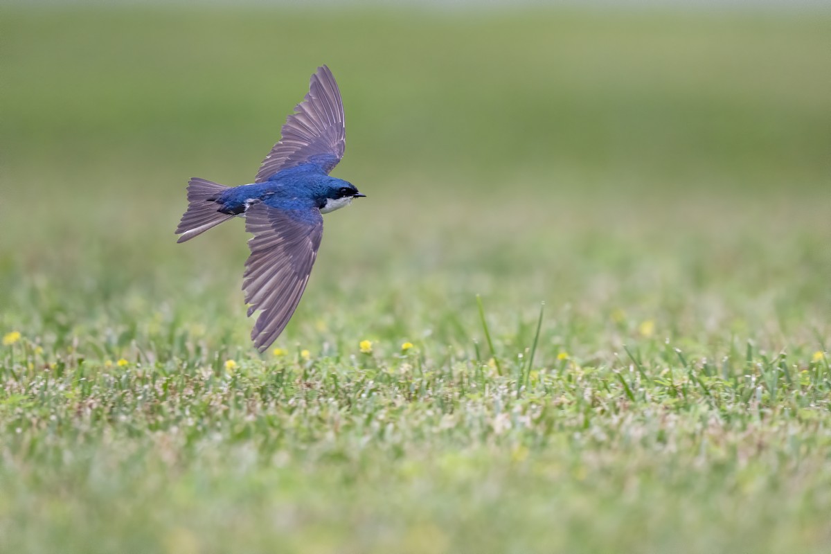 Tree Swallow - ML638711885
