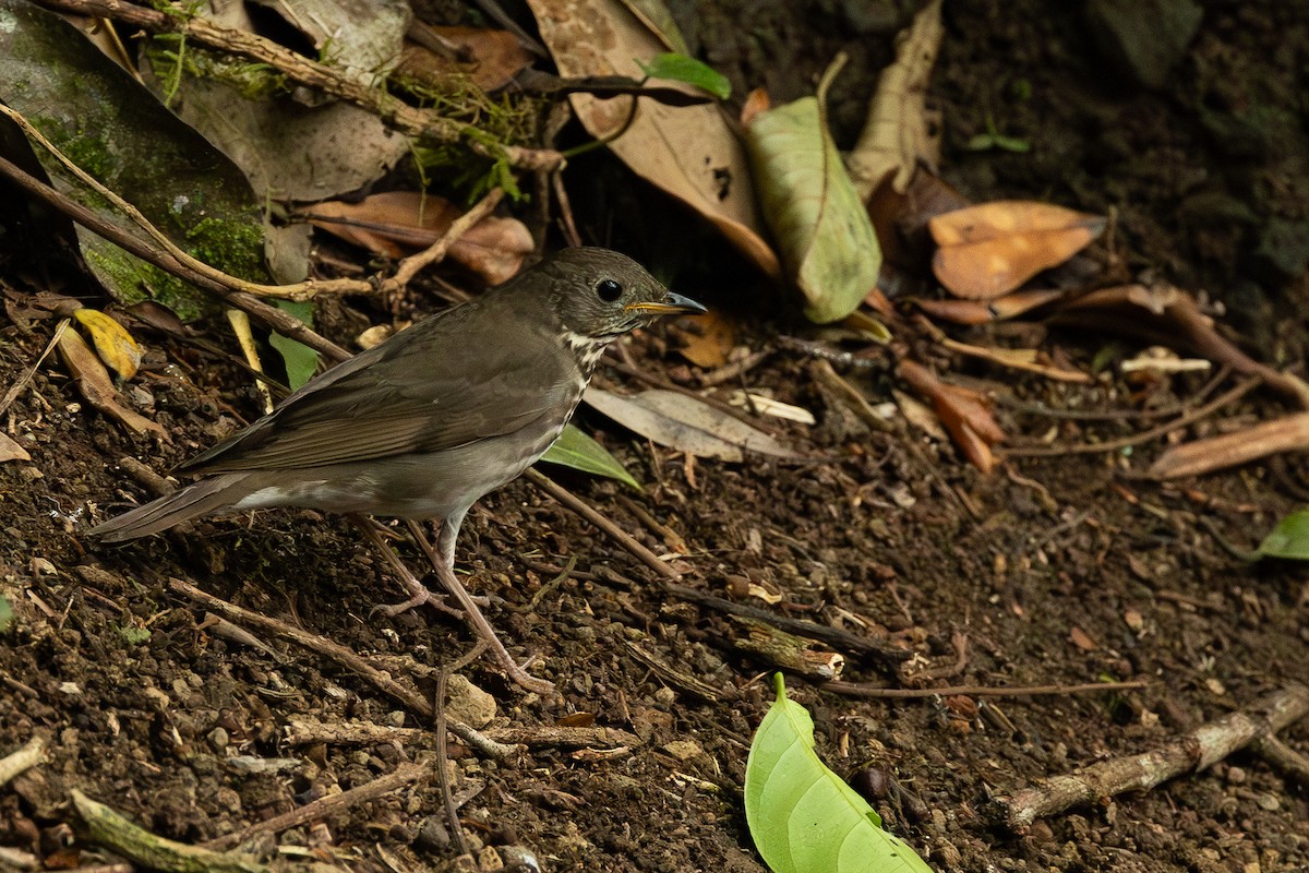 Grauwangen-Musendrossel - ML638711904