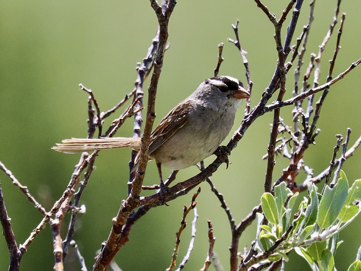 White-crowned Sparrow (oriantha) - ML638711922