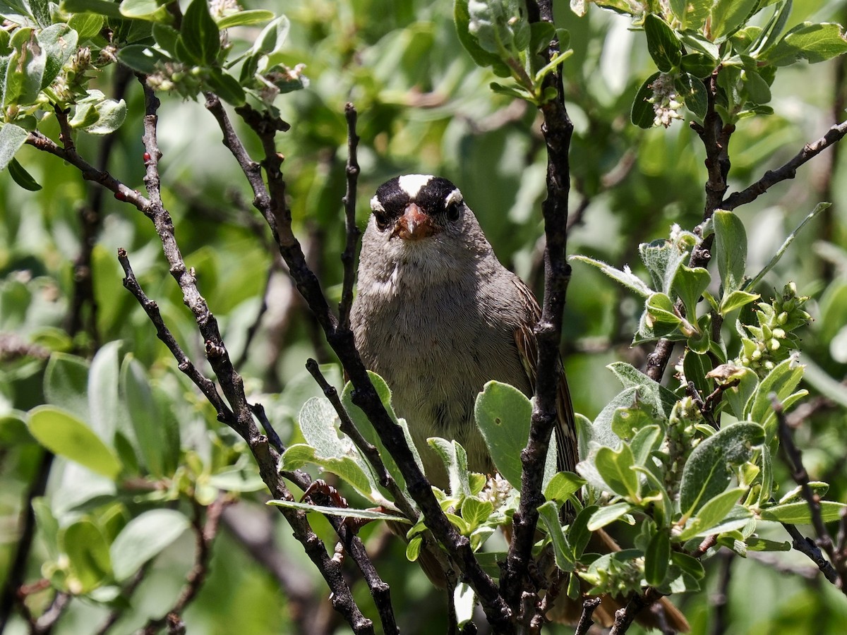 White-crowned Sparrow (oriantha) - ML638711923