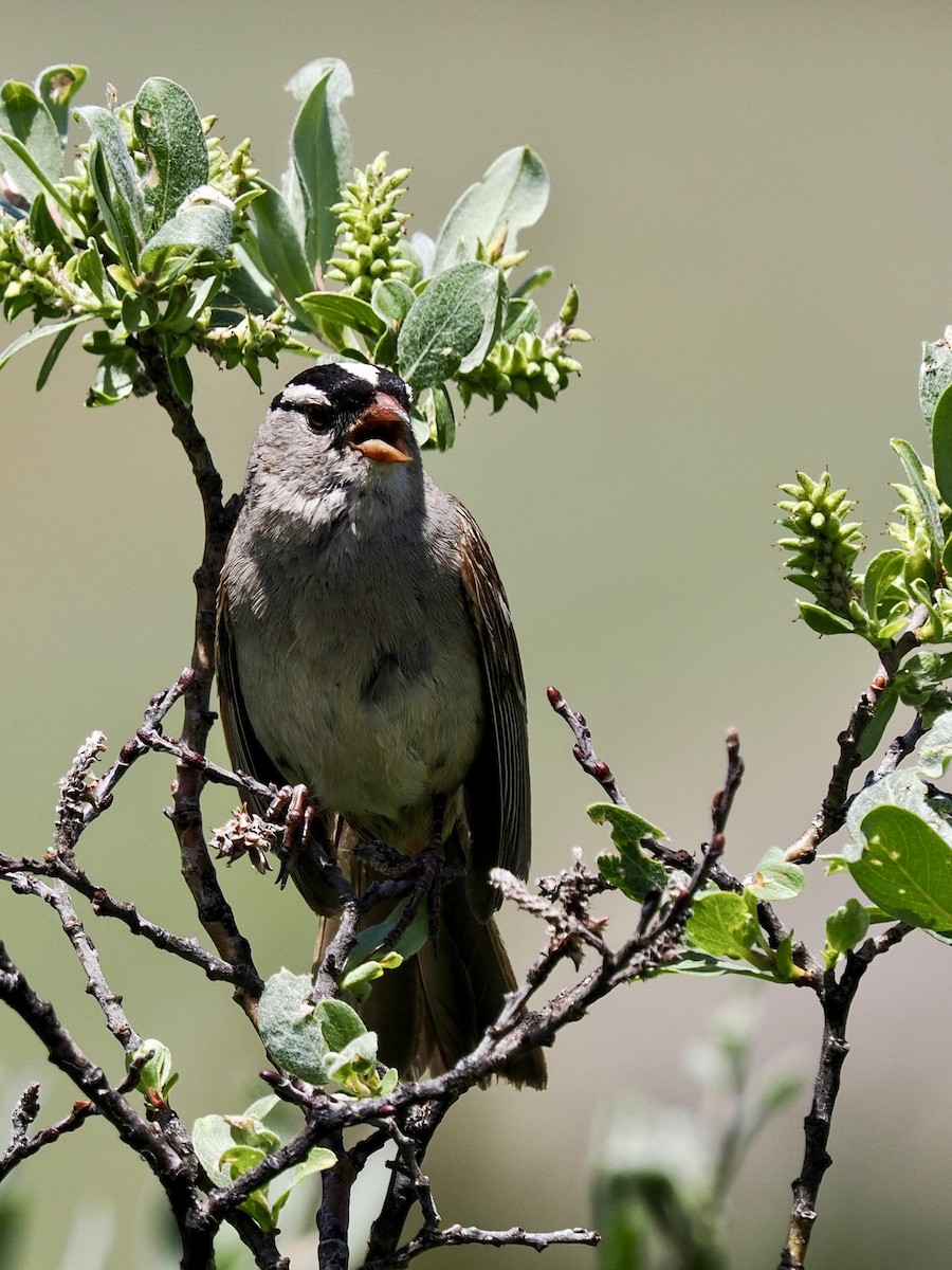 White-crowned Sparrow (oriantha) - ML638711924