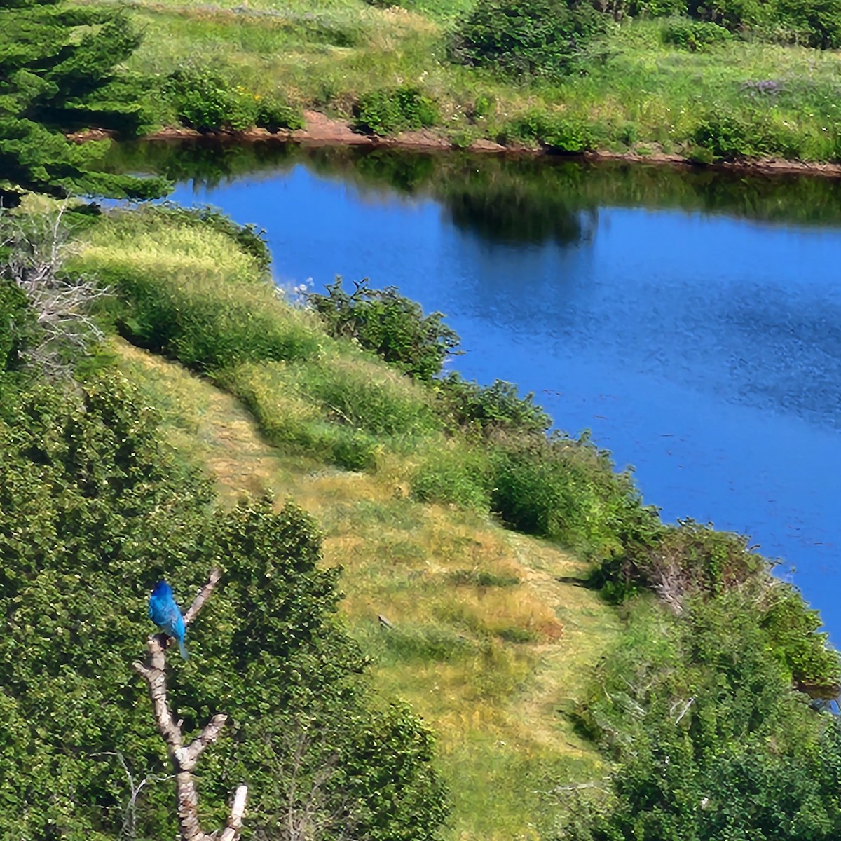 Indigo Bunting - ML638711977