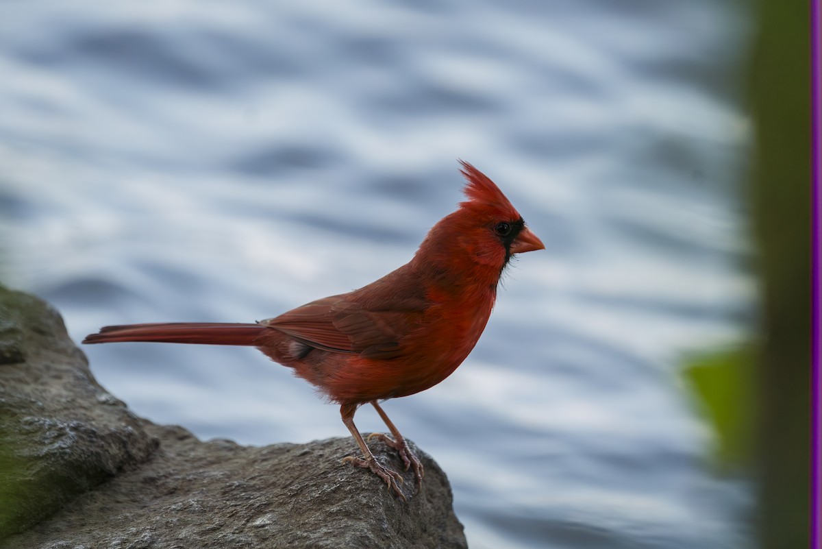 Northern Cardinal - ML638712015
