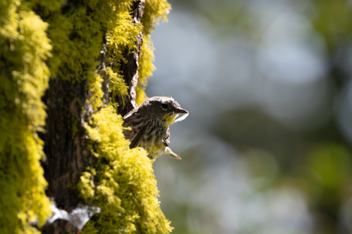 Yellow-rumped Warbler (Audubon's) - ML638712031