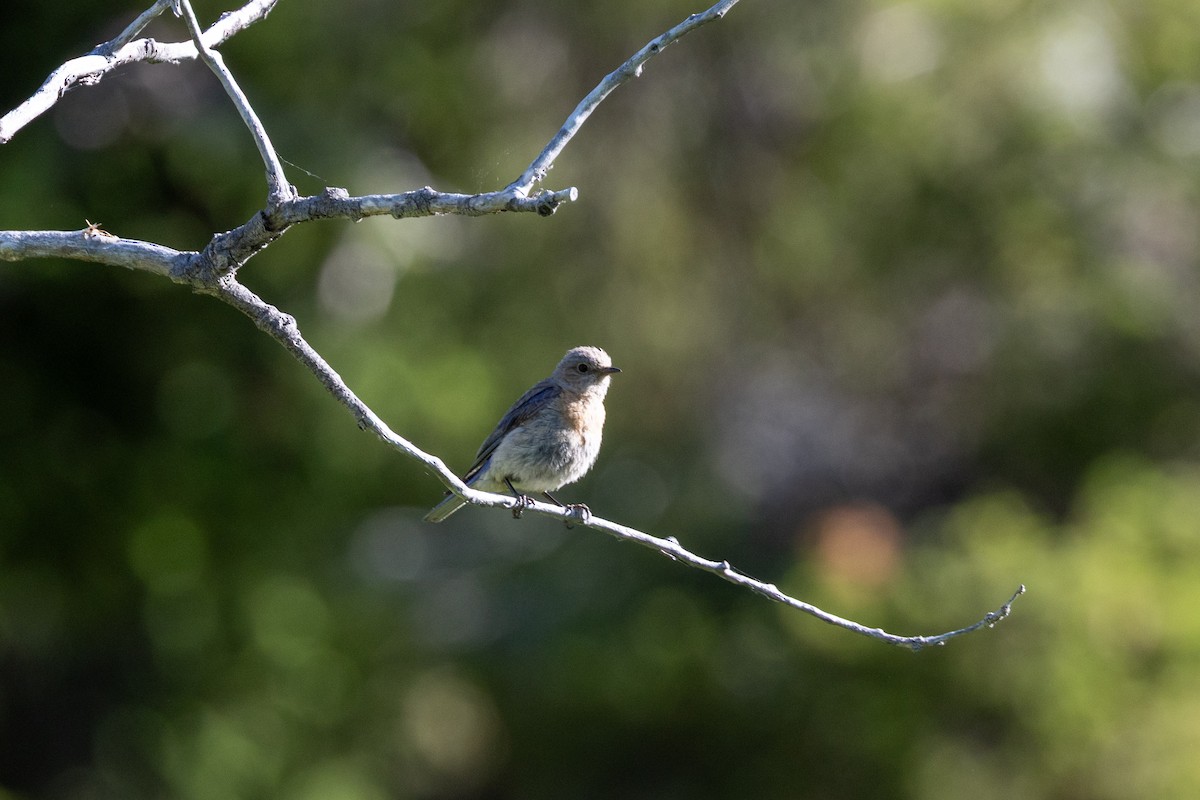 Western Bluebird - ML638712043