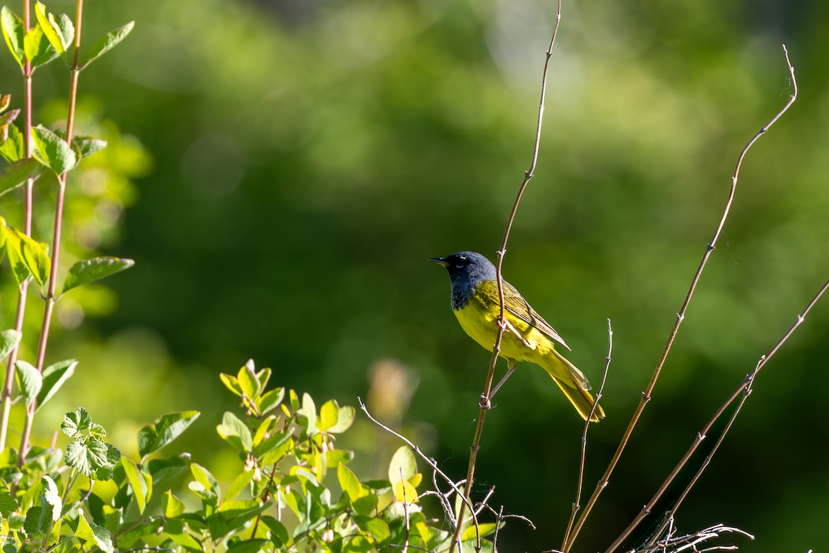 MacGillivray's Warbler - ML638712053