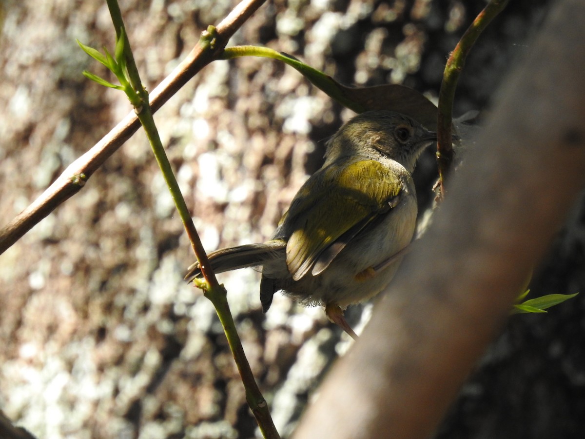 Green-backed Camaroptera - ML638712056