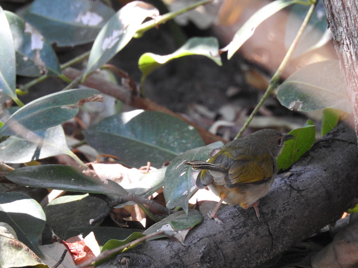 Green-backed Camaroptera - ML638712057