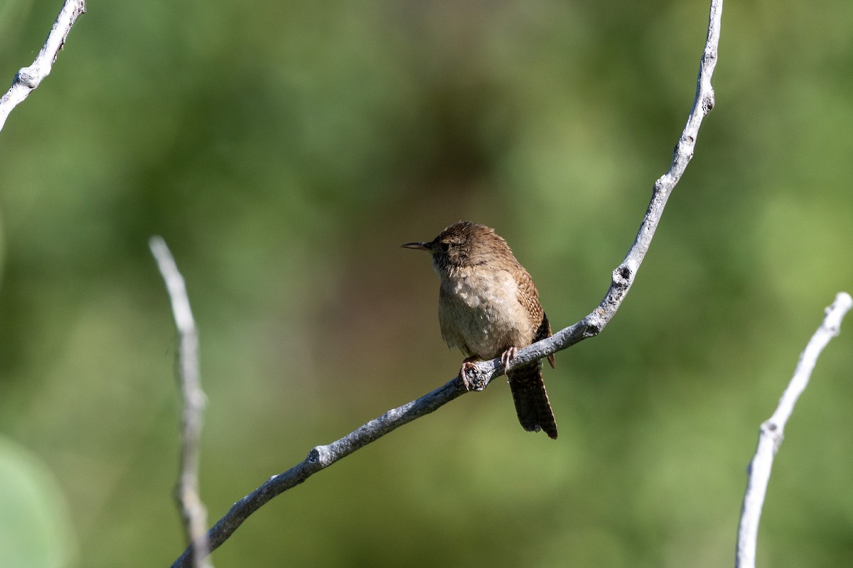 Northern House Wren - ML638712061