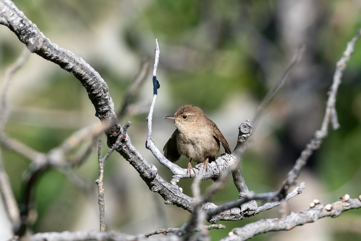 Northern House Wren - ML638712062